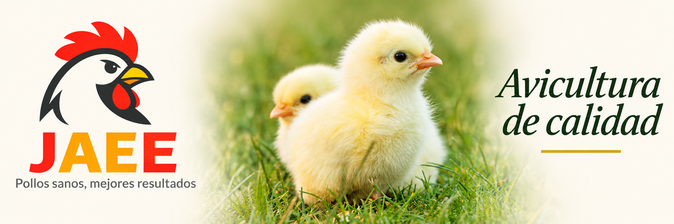 JAEE. Pollos sanos, mejores resultados. Pollitos de granja y Avicultura de calidad.